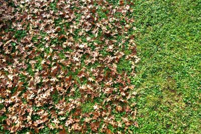 Fall Lawn Topdressing